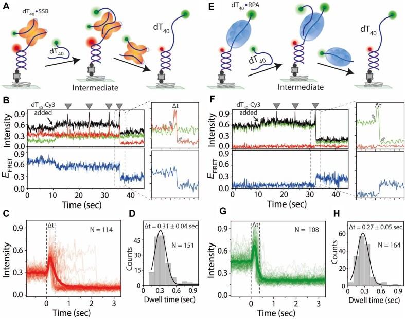 https://cdn.ncbi.nlm.nih.gov/pmc/blobs/4d66/12214019/9000e98b6a71/gkaf642fig3.jpg