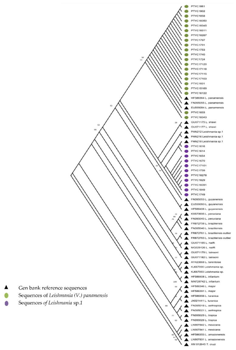 https://cdn.ncbi.nlm.nih.gov/pmc/blobs/4d66/9609048/2b0d4b4a5a01/tropicalmed-07-00282-g001.jpg