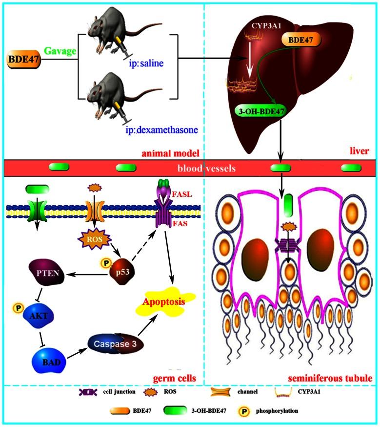 https://cdn.ncbi.nlm.nih.gov/pmc/blobs/4d67/3676375/ca7e08f004b7/pone.0066301.g007.jpg