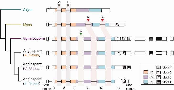 https://cdn.ncbi.nlm.nih.gov/pmc/blobs/4d6b/5405339/047aab955e80/evx056f5.jpg