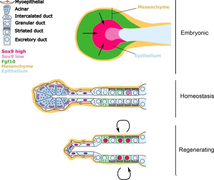 https://cdn.ncbi.nlm.nih.gov/pmc/blobs/4d6c/8128775/022e77f9abf3/JOA-238-1371-g003.jpg