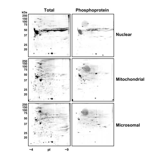 https://cdn.ncbi.nlm.nih.gov/pmc/blobs/4d6d/2025591/739f099427c0/1471-213X-7-94-3.jpg