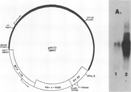 https://cdn.ncbi.nlm.nih.gov/pmc/blobs/4d6f/306186/e7ad85ed364c/nar00261-0197-a.jpg