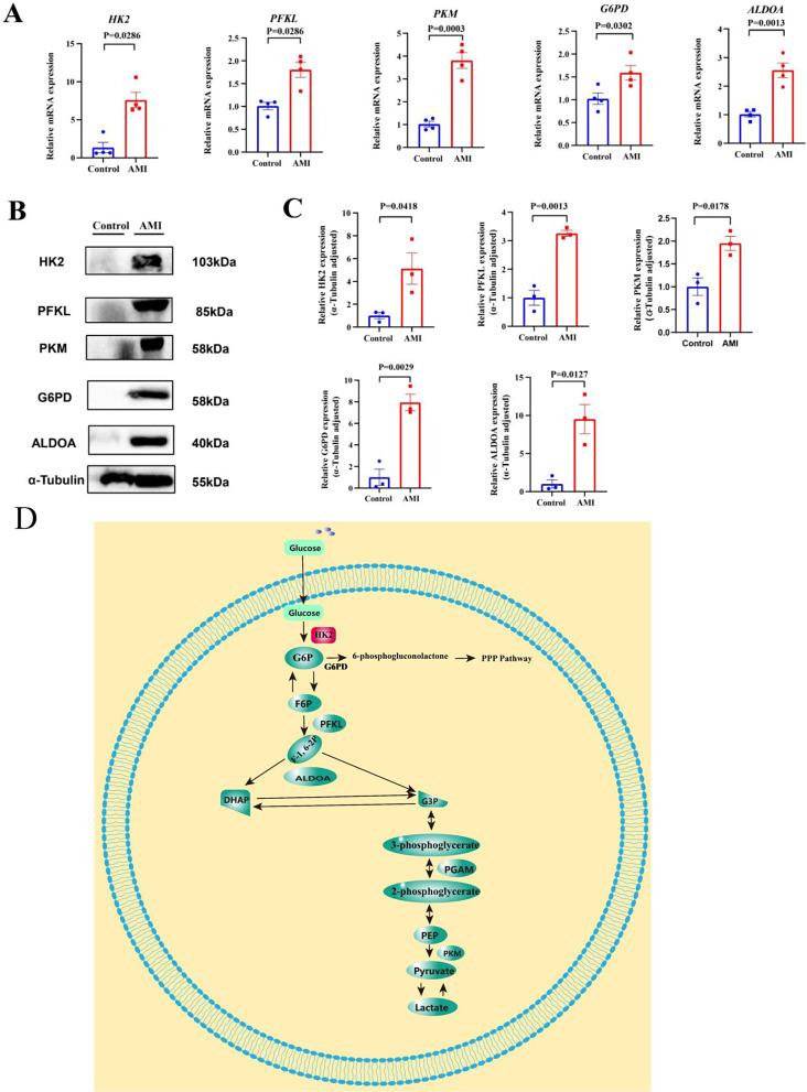 https://cdn.ncbi.nlm.nih.gov/pmc/blobs/4d72/11234719/c237524d2e60/12872_2024_3989_Fig8_HTML.jpg