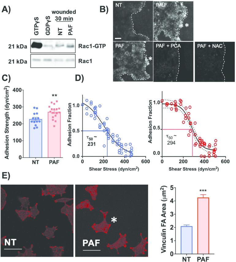 https://cdn.ncbi.nlm.nih.gov/pmc/blobs/4d72/6599476/aa9524efcca7/nihms-1521582-f0005.jpg