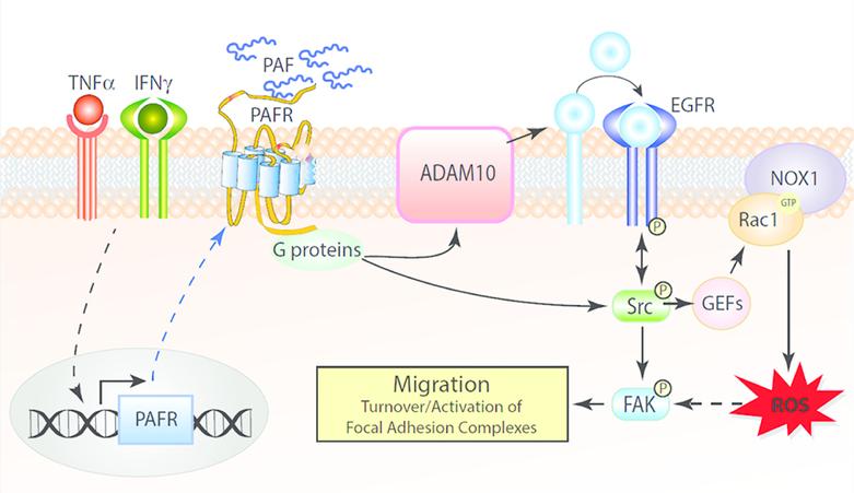 https://cdn.ncbi.nlm.nih.gov/pmc/blobs/4d72/6599476/c79a25b479a3/nihms-1521582-f0007.jpg