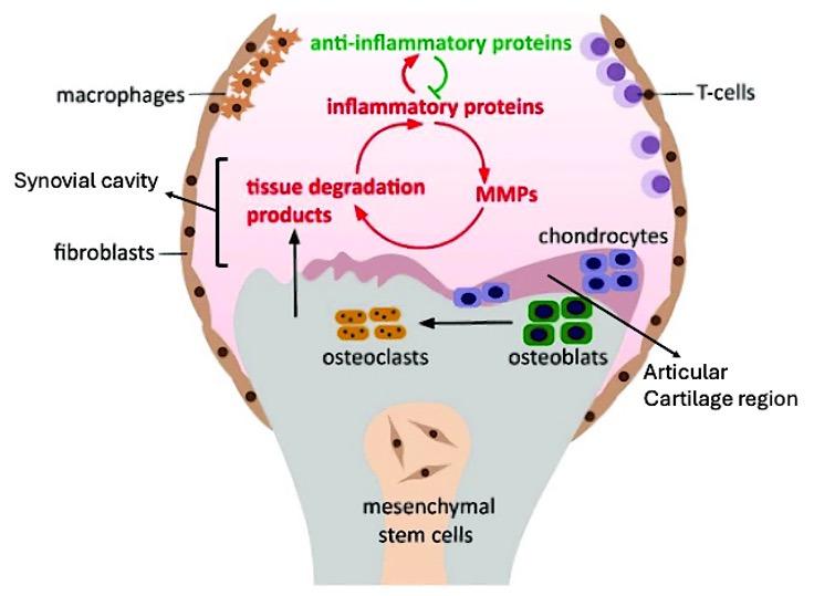 https://cdn.ncbi.nlm.nih.gov/pmc/blobs/4d75/12191747/8a968f64dc09/cimb-47-00445-g001.jpg