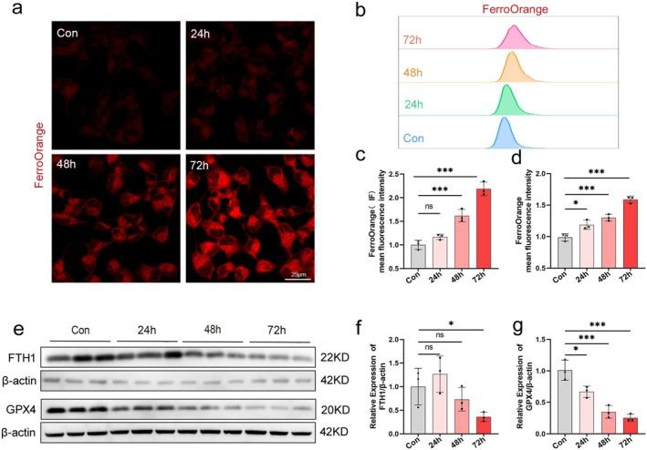 https://cdn.ncbi.nlm.nih.gov/pmc/blobs/4d77/12087304/002c0f50a8cb/CNS-31-e70440-g002.jpg