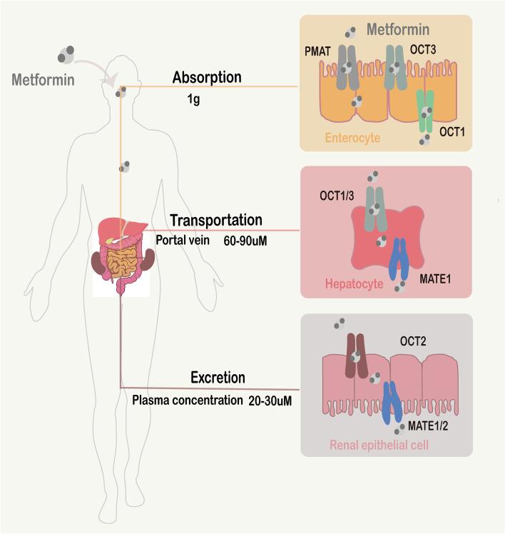 https://cdn.ncbi.nlm.nih.gov/pmc/blobs/4d78/9733765/4fe5982270db/43556_2022_108_Fig1_HTML.jpg