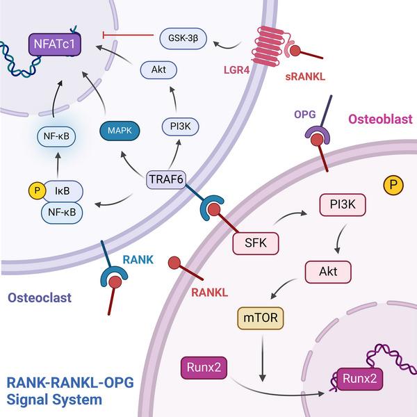 https://cdn.ncbi.nlm.nih.gov/pmc/blobs/4d7a/11266958/9ce7c42c6c45/MCO2-5-e657-g006.jpg