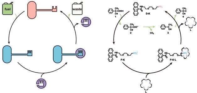 https://cdn.ncbi.nlm.nih.gov/pmc/blobs/4d7c/12409834/61bb1ef31282/OPEN-14-e202500042-g004.jpg