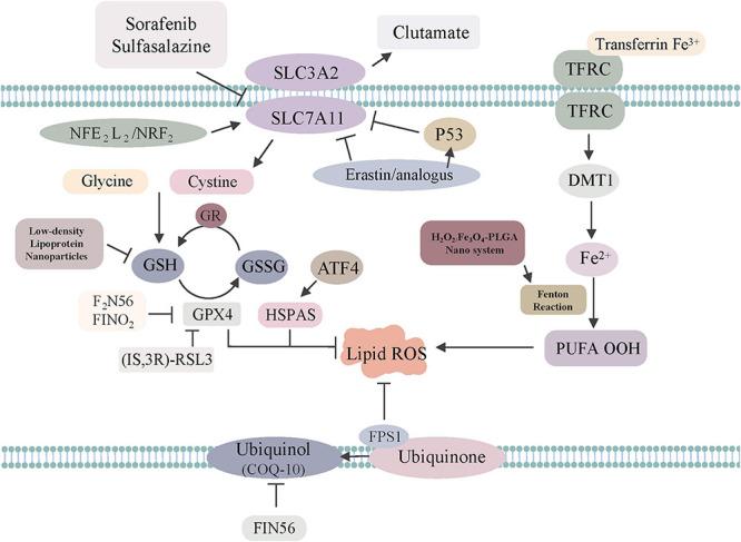 https://cdn.ncbi.nlm.nih.gov/pmc/blobs/4d7c/8219969/d0908dfa4ad9/fcell-09-629150-g001.jpg