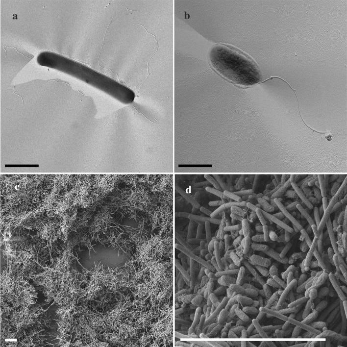 https://cdn.ncbi.nlm.nih.gov/pmc/blobs/4d83/10102059/ab6c7533ae2d/203_2023_3533_Fig4_HTML.jpg