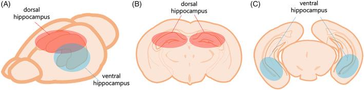 https://cdn.ncbi.nlm.nih.gov/pmc/blobs/4d84/9744572/e33c63f9cbc3/GBB-21-e12826-g001.jpg