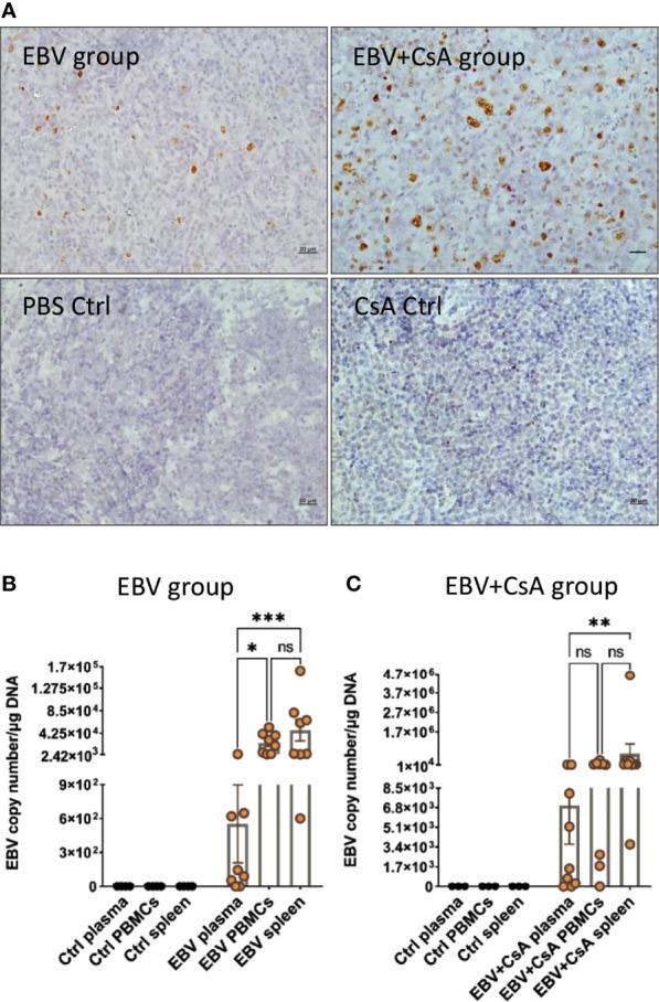 https://cdn.ncbi.nlm.nih.gov/pmc/blobs/4d86/8656284/b17380c06996/fimmu-12-764937-g001.jpg