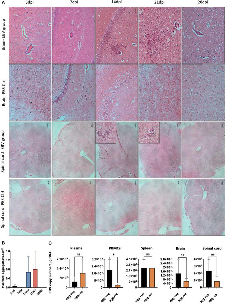 https://cdn.ncbi.nlm.nih.gov/pmc/blobs/4d86/8656284/d0281c358368/fimmu-12-764937-g008.jpg