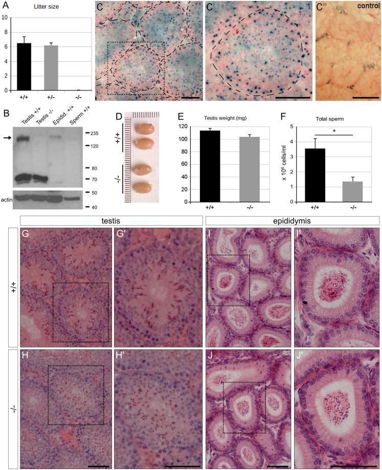 https://cdn.ncbi.nlm.nih.gov/pmc/blobs/4d8b/6039479/8abb6193865d/41598_2018_28666_Fig1_HTML.jpg