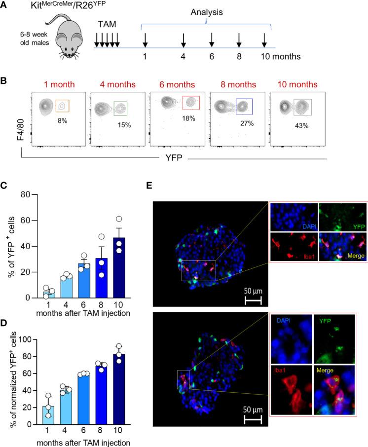 https://cdn.ncbi.nlm.nih.gov/pmc/blobs/4d8c/9326506/66adfbc1d7e9/fendo-13-858422-g004.jpg