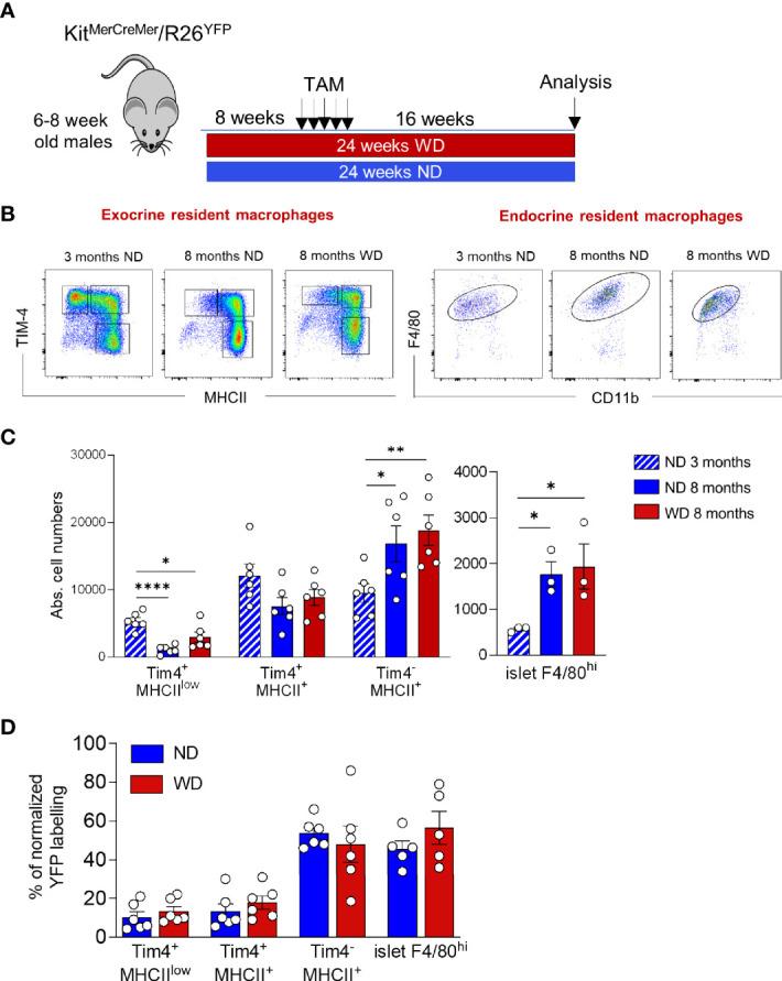 https://cdn.ncbi.nlm.nih.gov/pmc/blobs/4d8c/9326506/d6bb7801212d/fendo-13-858422-g006.jpg