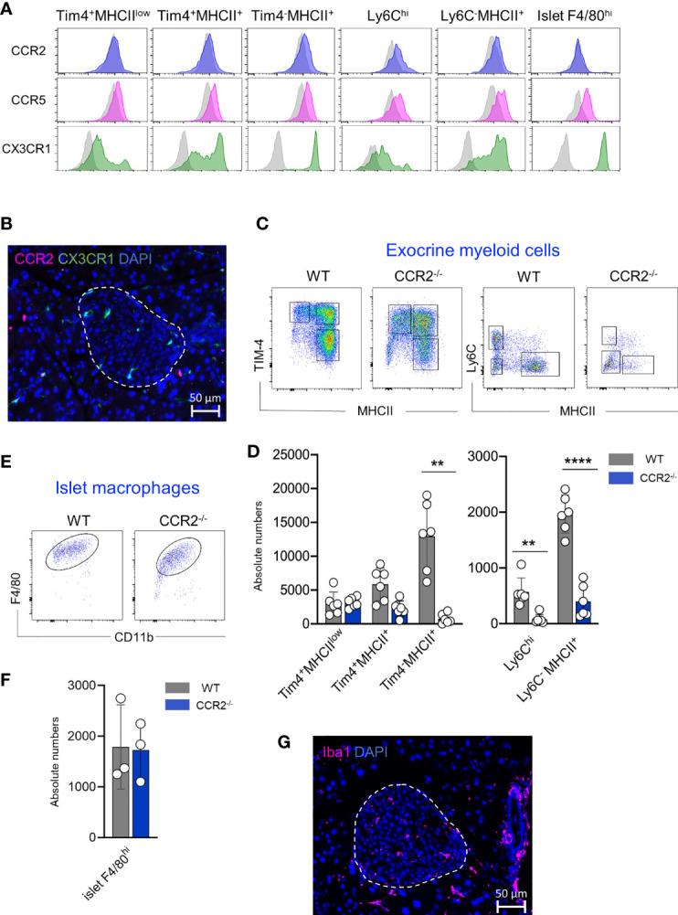 https://cdn.ncbi.nlm.nih.gov/pmc/blobs/4d8c/9326506/e338a8c4896f/fendo-13-858422-g005.jpg