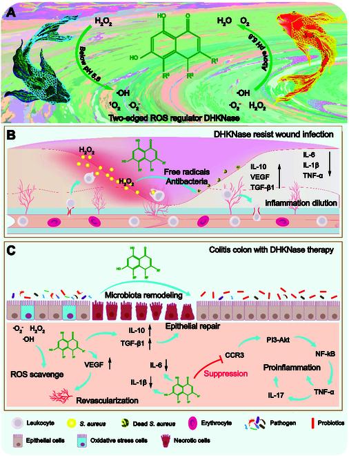 https://cdn.ncbi.nlm.nih.gov/pmc/blobs/4d90/11381673/e4dc72b8e2b3/research.0464.fig.001.jpg
