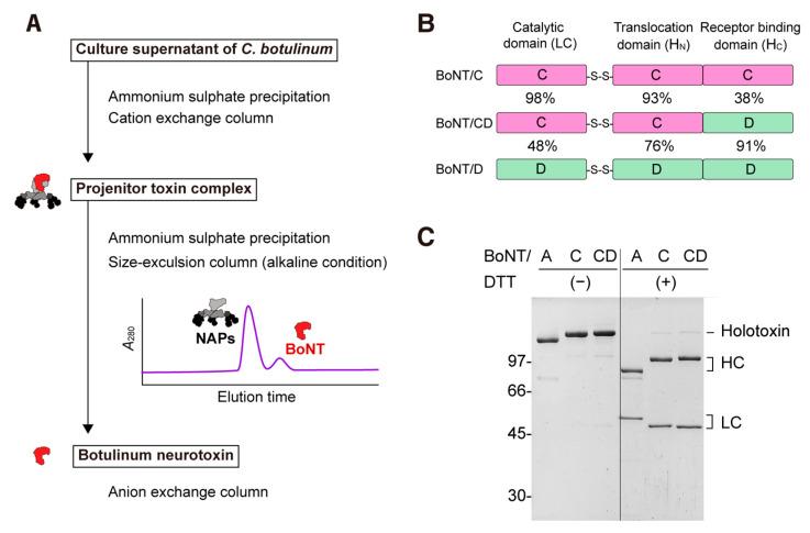 https://cdn.ncbi.nlm.nih.gov/pmc/blobs/4d90/9962336/ef660f815ea3/toxins-15-00123-g001.jpg