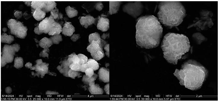https://cdn.ncbi.nlm.nih.gov/pmc/blobs/4d96/11720676/2d46792bea19/ijms-26-00194-g004.jpg