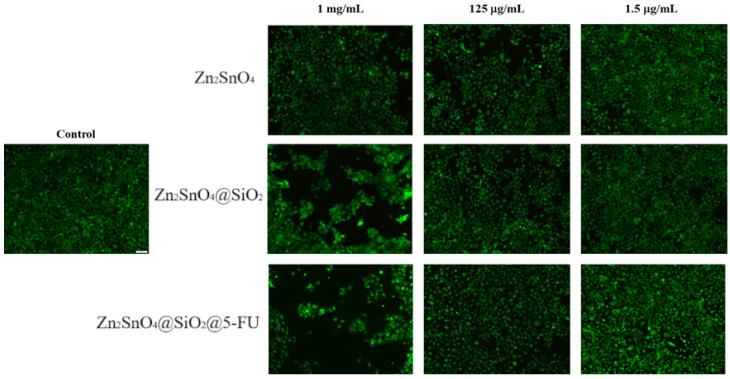 https://cdn.ncbi.nlm.nih.gov/pmc/blobs/4d96/11720676/4d0864a4d9c4/ijms-26-00194-g013.jpg