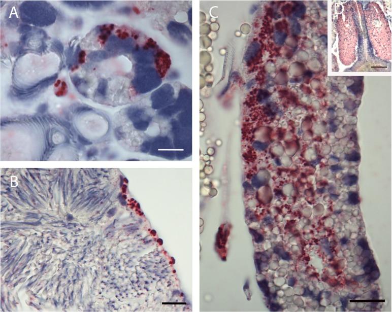 https://cdn.ncbi.nlm.nih.gov/pmc/blobs/4d96/4363788/e6f3972c4631/pone.0122007.g002.jpg
