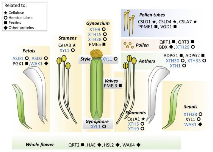 https://cdn.ncbi.nlm.nih.gov/pmc/blobs/4d96/8304806/603c10cec606/genes-12-00978-g003.jpg