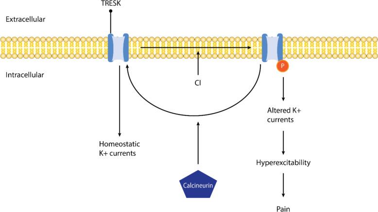 https://cdn.ncbi.nlm.nih.gov/pmc/blobs/4d97/11912602/5ea73c5a1173/40001_2025_2357_Fig2_HTML.jpg