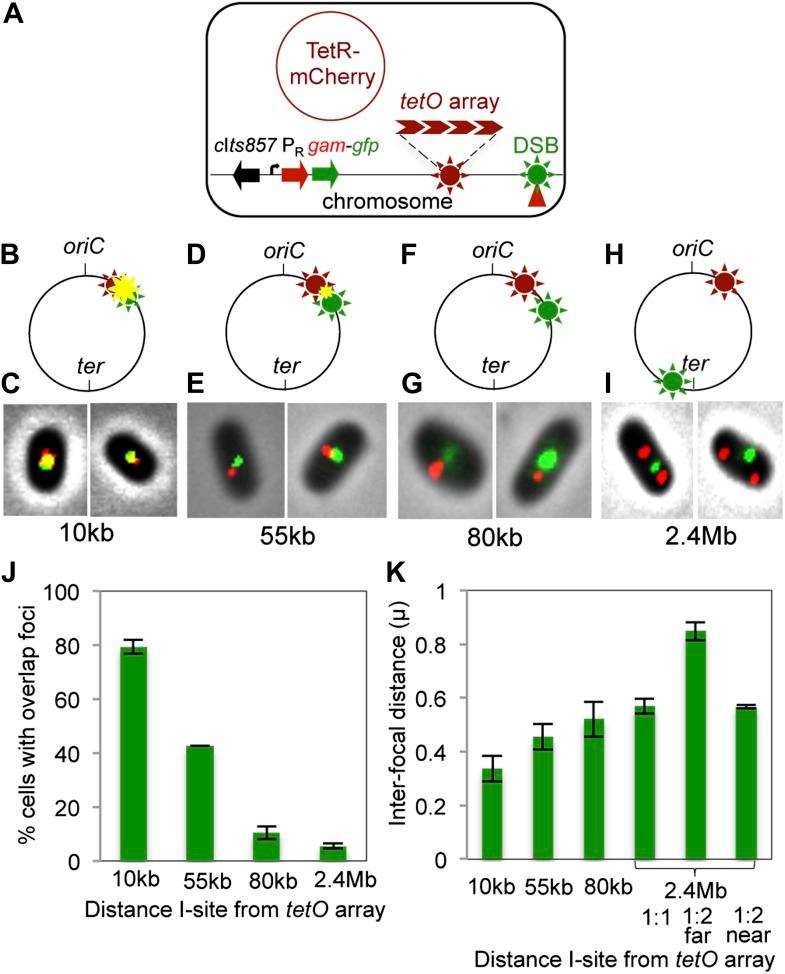 https://cdn.ncbi.nlm.nih.gov/pmc/blobs/4d97/3809393/0d78ac2508e5/elife01222f003.jpg