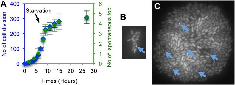 https://cdn.ncbi.nlm.nih.gov/pmc/blobs/4d97/3809393/18b78786e7f6/elife01222f004.jpg