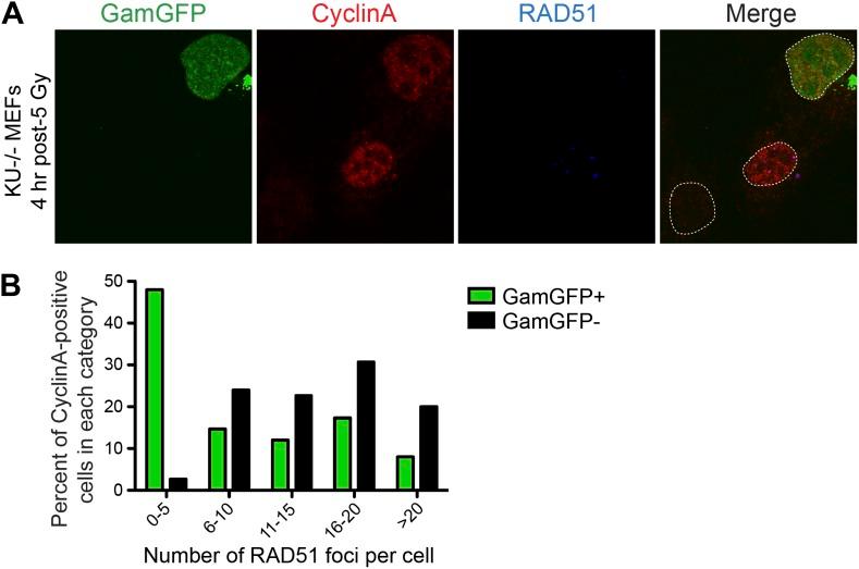 https://cdn.ncbi.nlm.nih.gov/pmc/blobs/4d97/3809393/5469b829a59b/elife01222f006.jpg