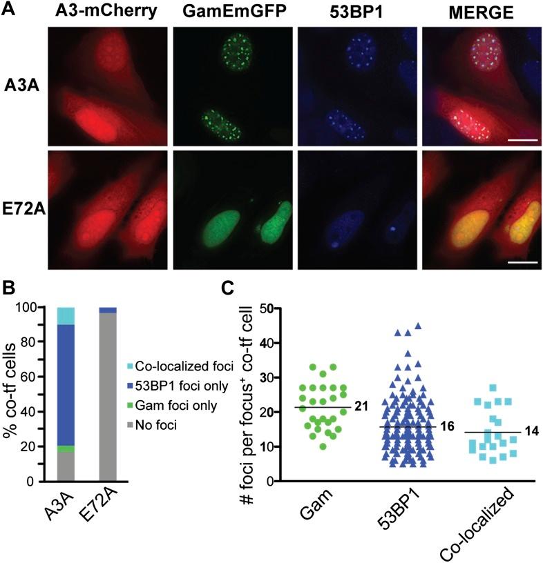 https://cdn.ncbi.nlm.nih.gov/pmc/blobs/4d97/3809393/81b3d7baa92c/elife01222f007.jpg