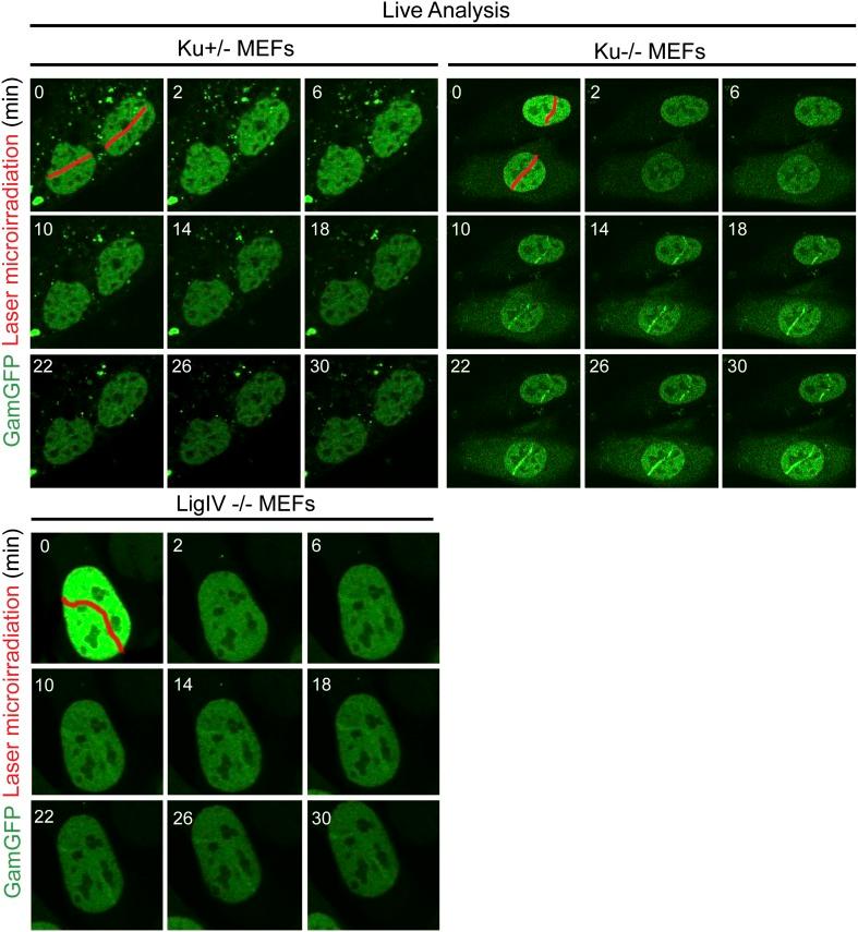 https://cdn.ncbi.nlm.nih.gov/pmc/blobs/4d97/3809393/9d7148f5132a/elife01222fs007.jpg
