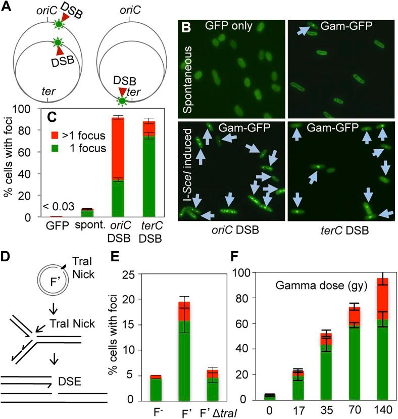 https://cdn.ncbi.nlm.nih.gov/pmc/blobs/4d97/3809393/a7b873a07ae4/elife01222f002.jpg