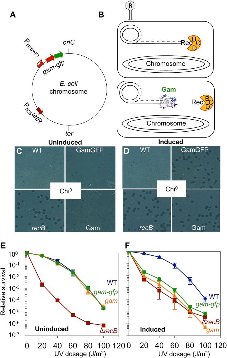 https://cdn.ncbi.nlm.nih.gov/pmc/blobs/4d97/3809393/dcb556a59eef/elife01222f001.jpg