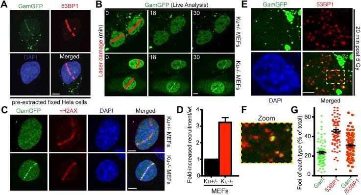 https://cdn.ncbi.nlm.nih.gov/pmc/blobs/4d97/3809393/ea6c1f63e5d5/elife01222f005.jpg