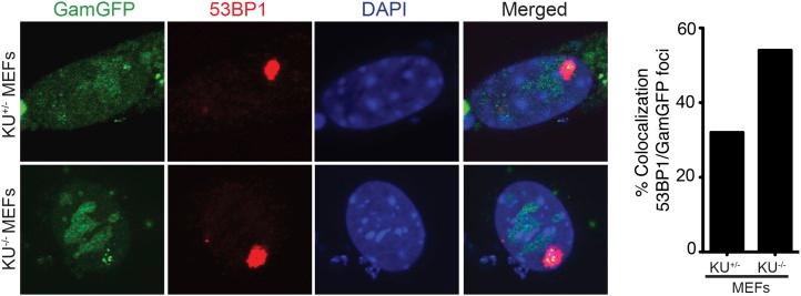 https://cdn.ncbi.nlm.nih.gov/pmc/blobs/4d97/3809393/ee6f92b65db8/elife01222f008.jpg