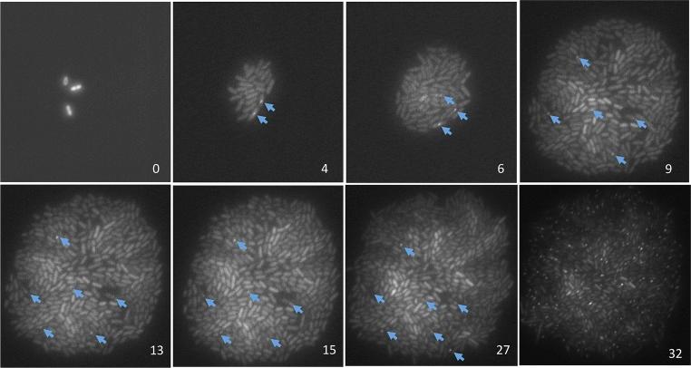https://cdn.ncbi.nlm.nih.gov/pmc/blobs/4d97/3809393/febb5933c2e8/elife01222fs005.jpg