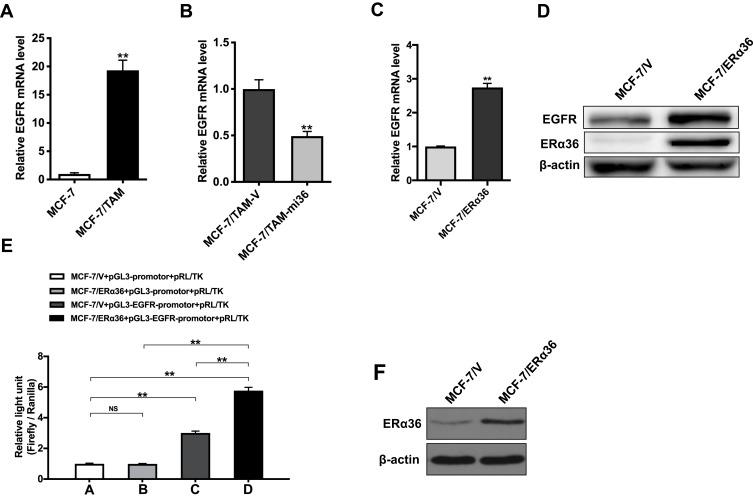 https://cdn.ncbi.nlm.nih.gov/pmc/blobs/4d9a/6969677/62c4ebd8a4f7/CMAR-12-265-g0007.jpg