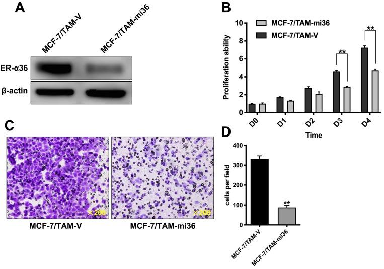 https://cdn.ncbi.nlm.nih.gov/pmc/blobs/4d9a/6969677/6c1035f6386a/CMAR-12-265-g0004.jpg