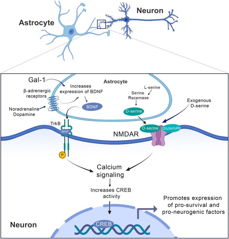 https://cdn.ncbi.nlm.nih.gov/pmc/blobs/4d9d/8186445/1f8587bc6ff0/fcell-09-665795-g005.jpg