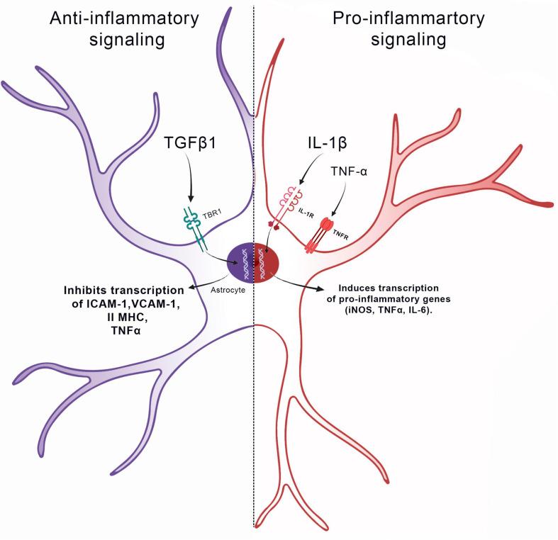https://cdn.ncbi.nlm.nih.gov/pmc/blobs/4d9d/8186445/342854ebdf2e/fcell-09-665795-g001.jpg