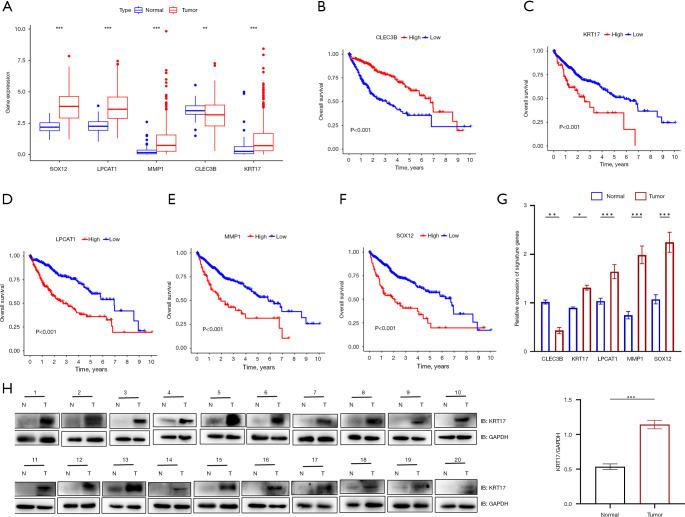 https://cdn.ncbi.nlm.nih.gov/pmc/blobs/4d9f/12260967/8c0969cec273/jgo-16-03-1127-f5.jpg