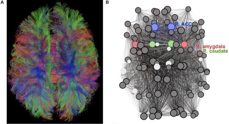 https://cdn.ncbi.nlm.nih.gov/pmc/blobs/4da0/7577047/52cea69deea1/fnhum-14-564629-g001.jpg