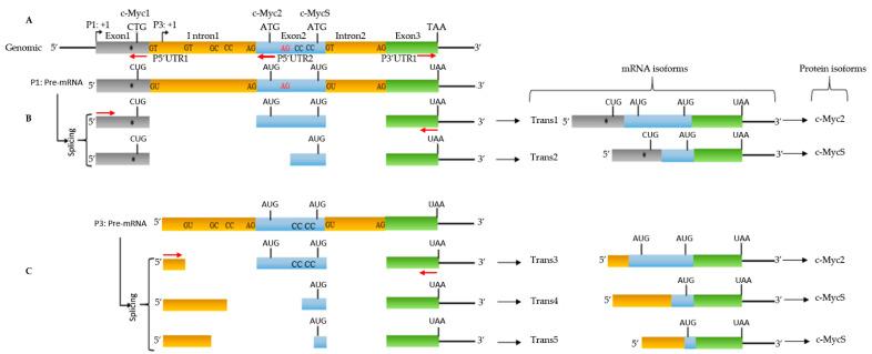 https://cdn.ncbi.nlm.nih.gov/pmc/blobs/4da2/9221284/5e662402dc91/biomolecules-12-00836-g003.jpg