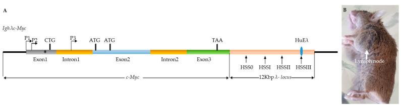 https://cdn.ncbi.nlm.nih.gov/pmc/blobs/4da2/9221284/77cdba99cc35/biomolecules-12-00836-g001.jpg