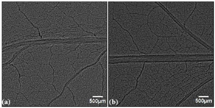 https://cdn.ncbi.nlm.nih.gov/pmc/blobs/4da5/8307725/66dfe229f59f/cells-10-01725-g008.jpg